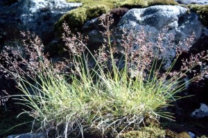 Agrostis rupestris - Psineček tenký