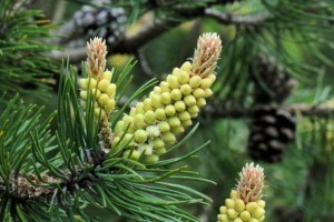 Pinus sylvestris - Borovice lesní