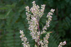 Artemisia vulgaris - Pelyněk černobýl
